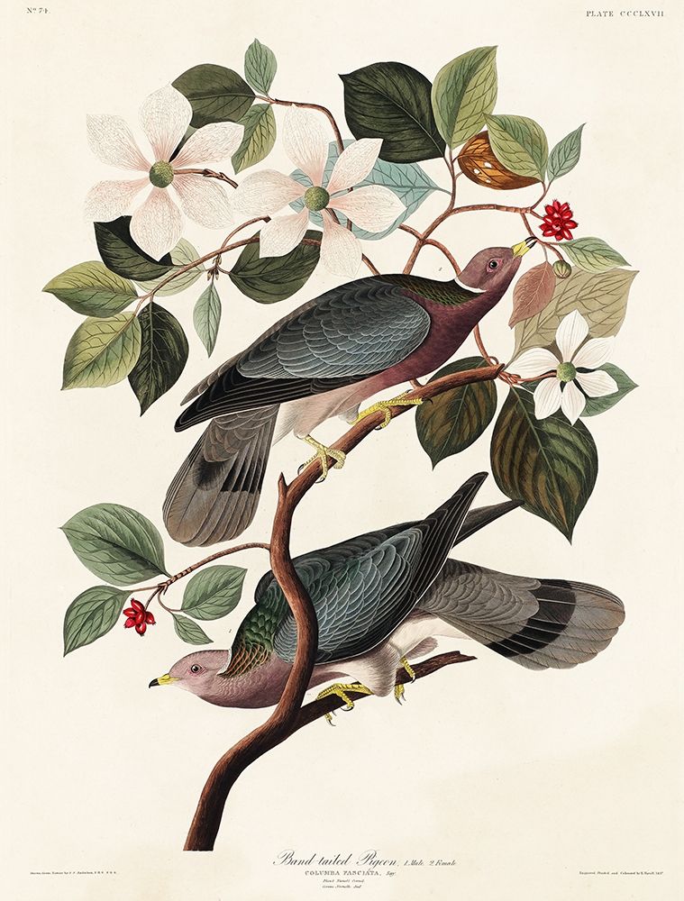 Band-tailed Pigeon art print by John James Audubon for $57.95 CAD