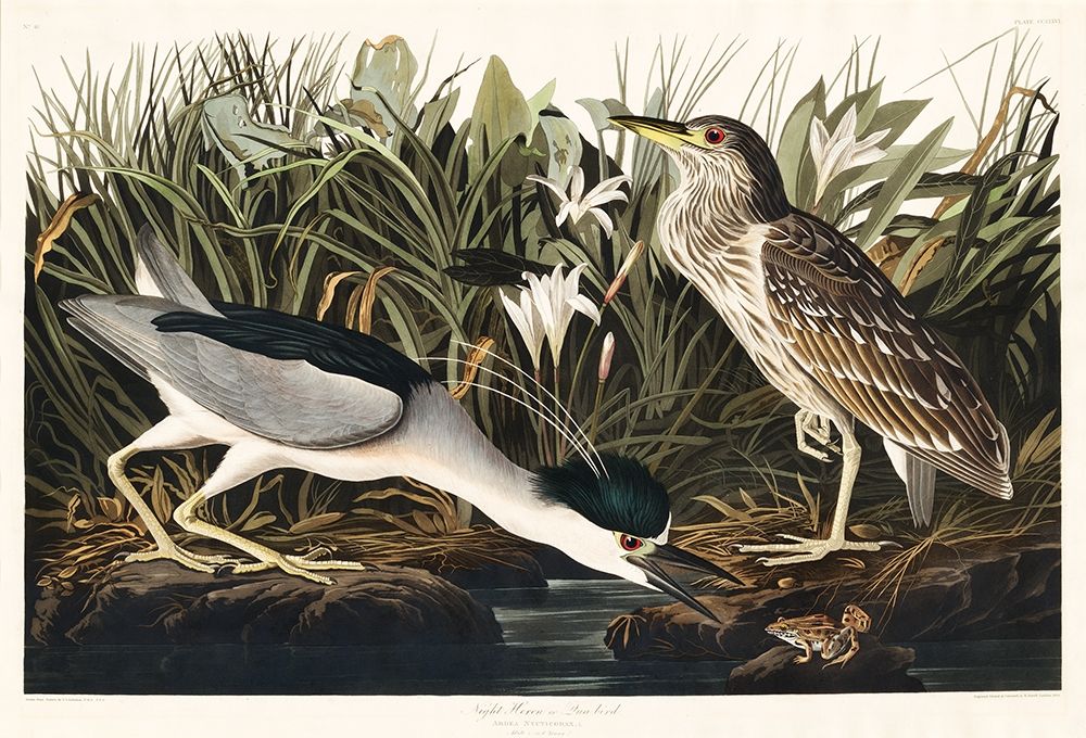 Night Heron, or Qua bird art print by John James Audubon for $57.95 CAD