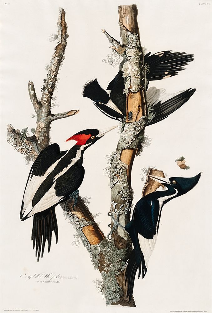 Ivory-billed Woodpecker art print by John James Audubon for $57.95 CAD