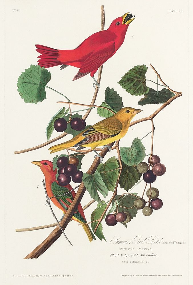 Summer Red Bird art print by John James Audubon for $57.95 CAD