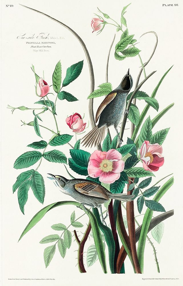 Seaside Finch art print by John James Audubon for $57.95 CAD