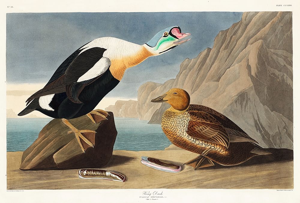 King Duck art print by John James Audubon for $57.95 CAD