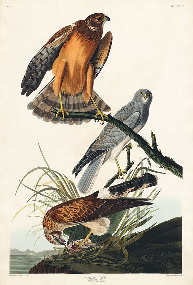 Marsh Hawk art print by John James Audubon for $57.95 CAD