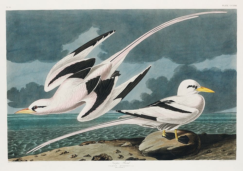 Tropic Bird art print by John James Audubon for $57.95 CAD