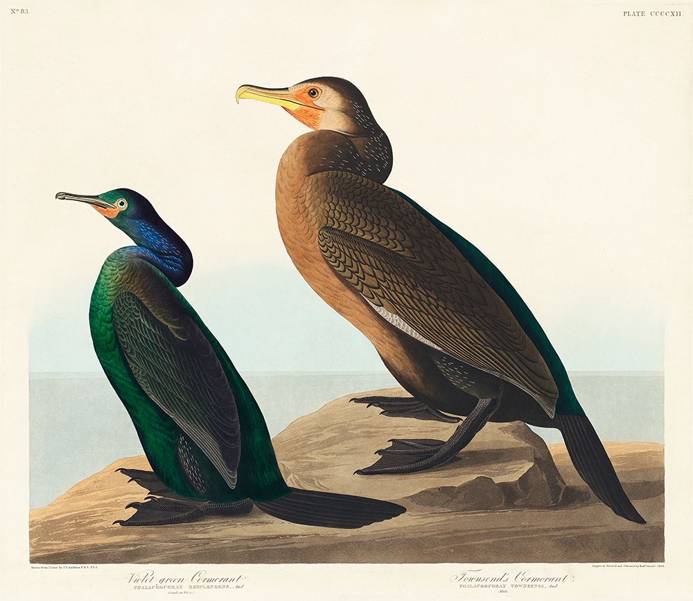 Violet-green Cormorant and Townsends Cormorant art print by John James Audubon for $57.95 CAD