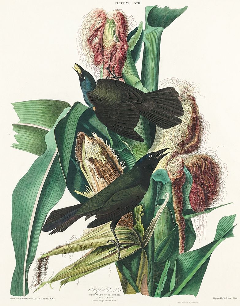 Purple Grakle or Common Crow Blackbird art print by John James Audubon for $57.95 CAD