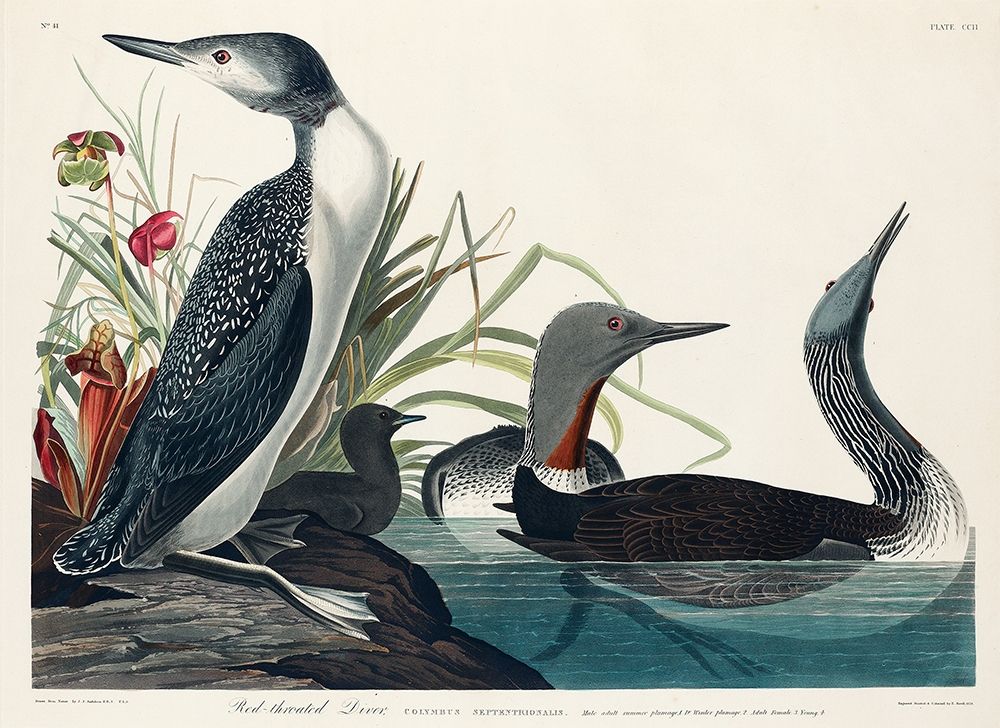 Red-Throated Diver art print by John James Audubon for $57.95 CAD