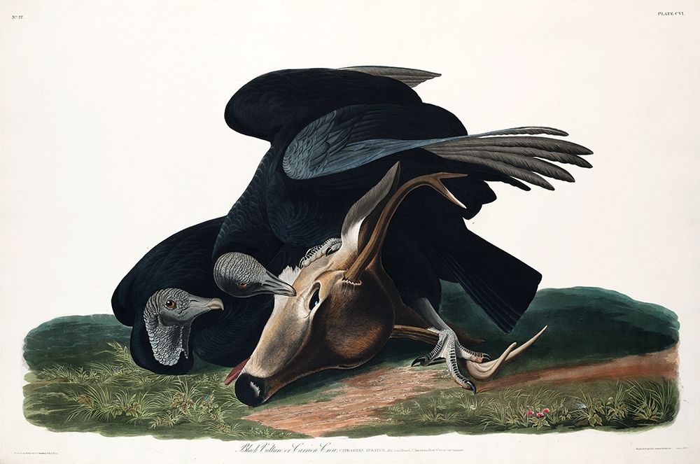 Black Vulture, or Carrion Crow art print by John James Audubon for $57.95 CAD