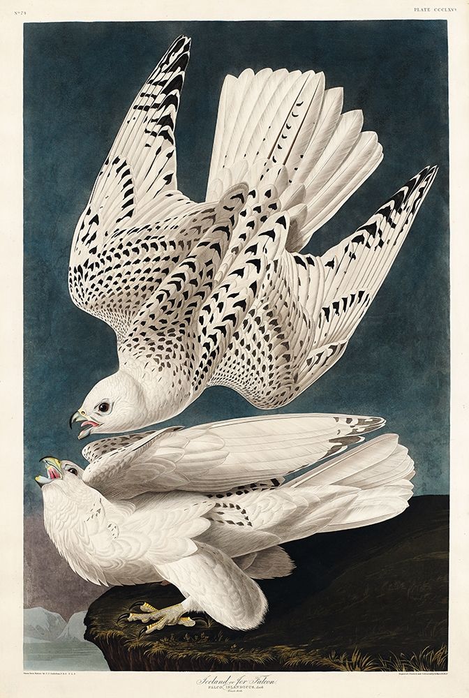 Iceland or Jer Falcon art print by John James Audubon for $57.95 CAD