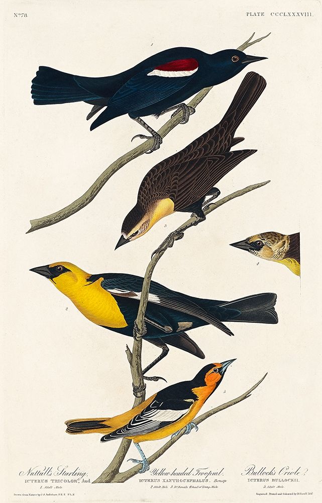 Nuttalls Starling, Yellow-headed Troopial and Bullocks Oriole art print by John James Audubon for $57.95 CAD