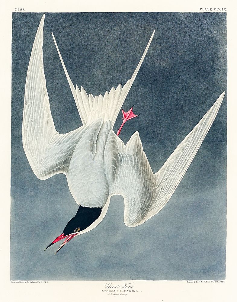Great Tern art print by John James Audubon for $57.95 CAD