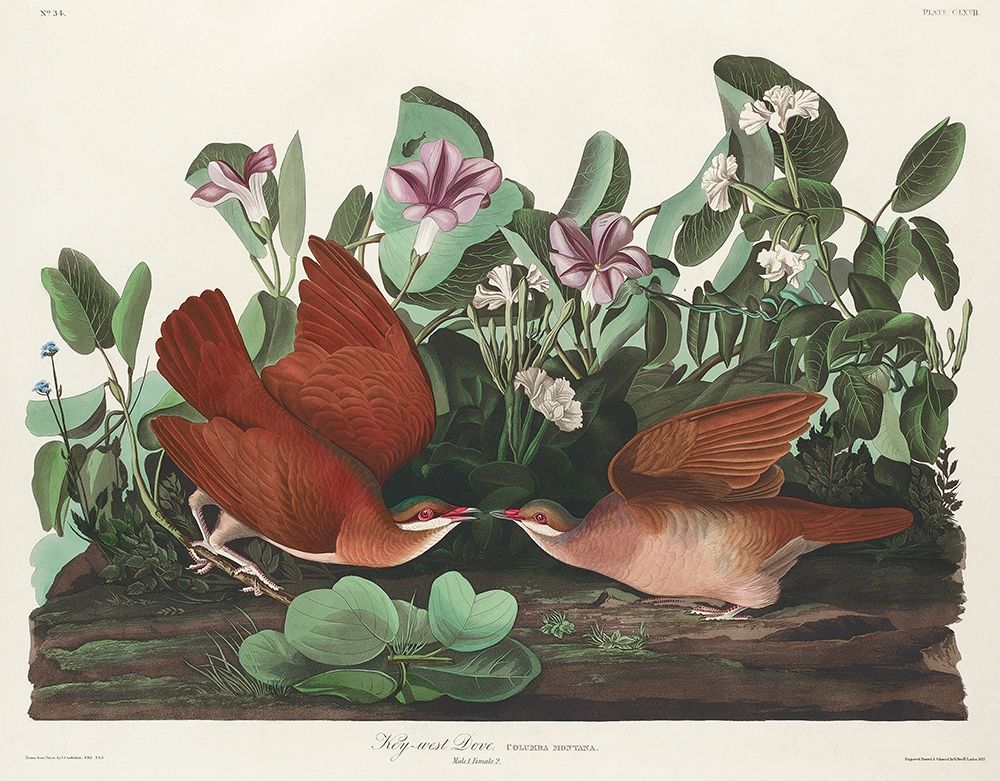 Key-west Dove art print by John James Audubon for $57.95 CAD