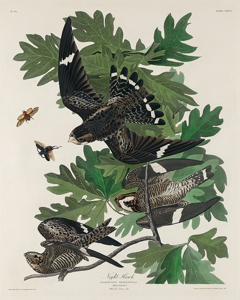 Night Hawk art print by John James Audubon for $57.95 CAD