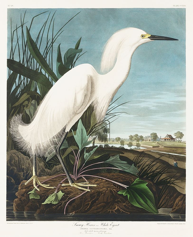 Snowy Heron, or White Egret art print by John James Audubon for $57.95 CAD