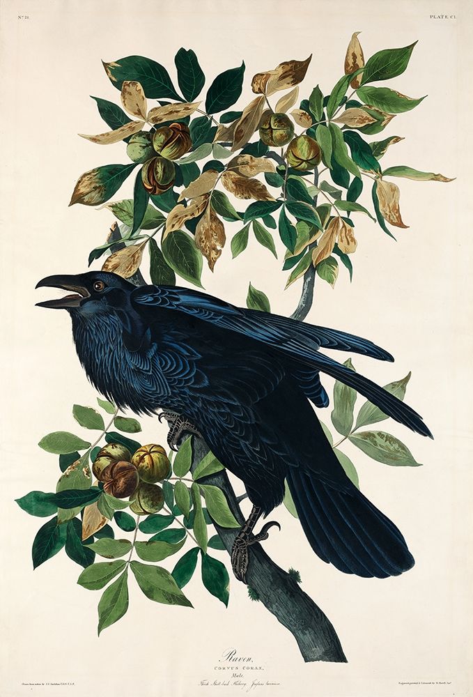 Raven art print by John James Audubon for $57.95 CAD
