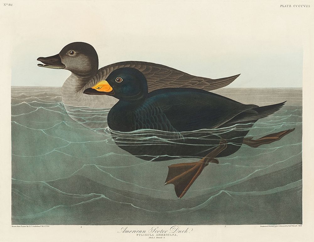 American Scoter Duck art print by John James Audubon for $57.95 CAD