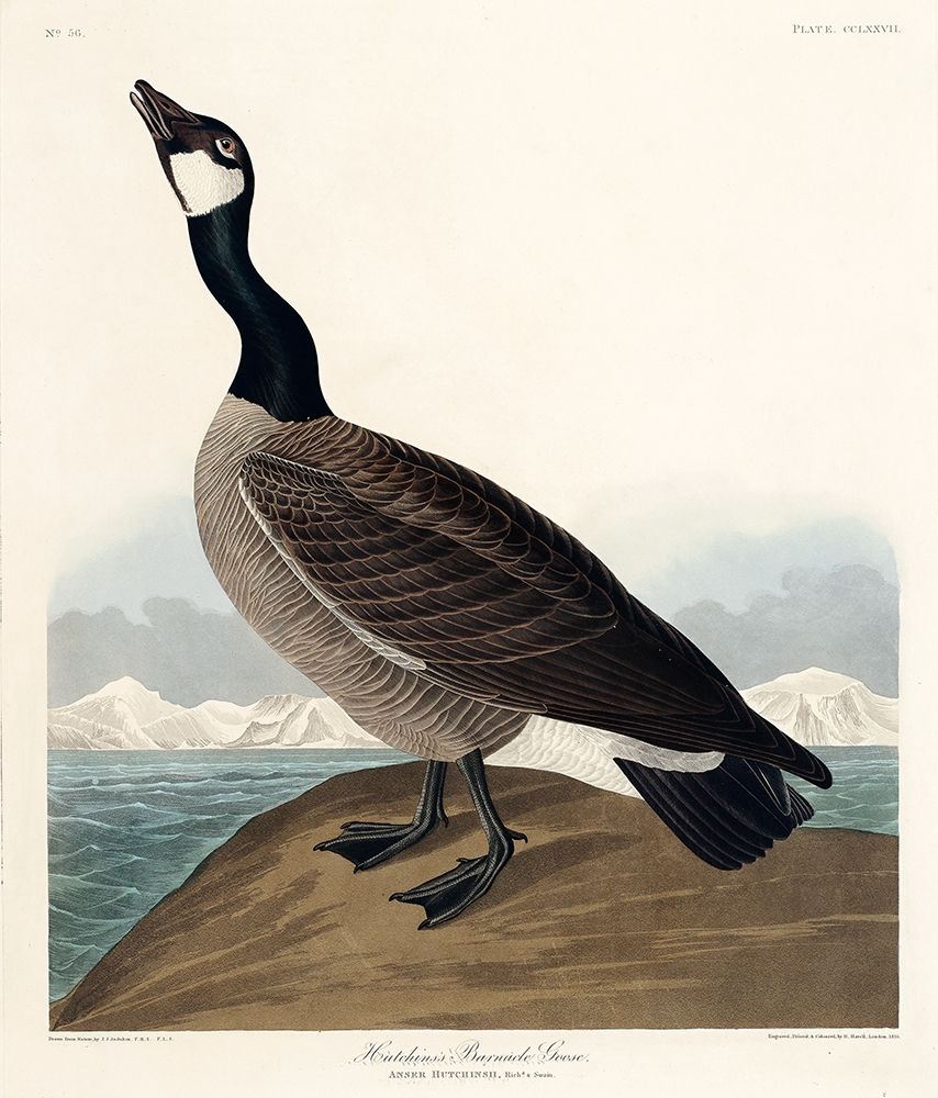 Hutchinss Barnacle Goose art print by John James Audubon for $57.95 CAD