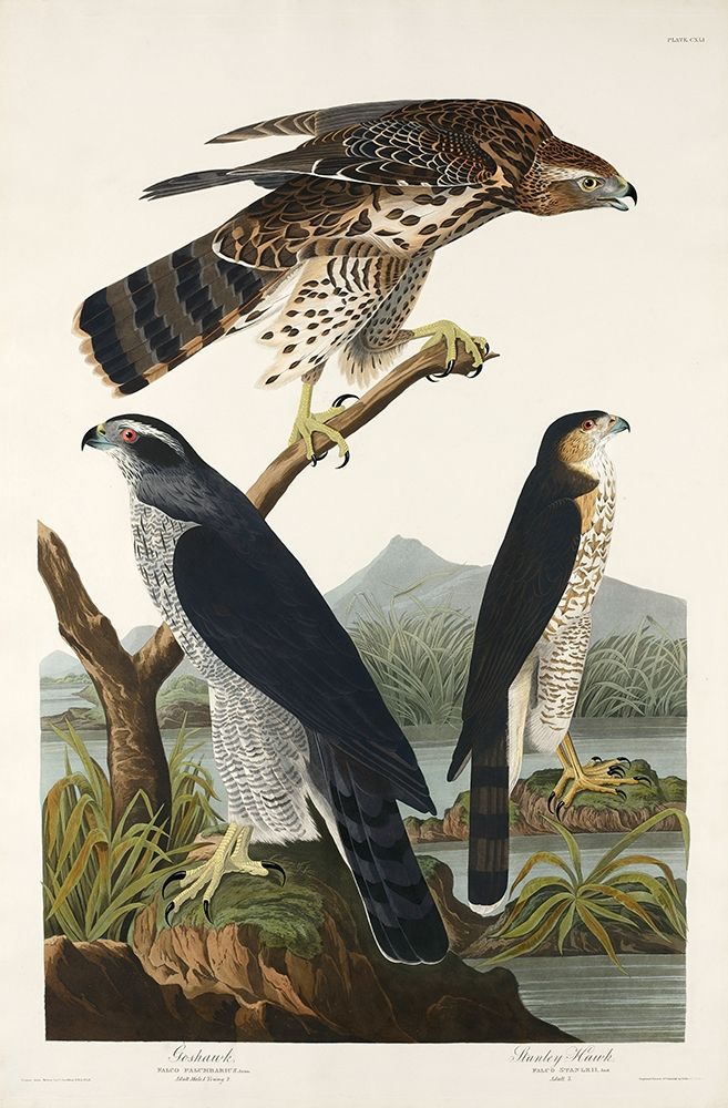 Goshawk and Stanley Hawk art print by John James Audubon for $57.95 CAD