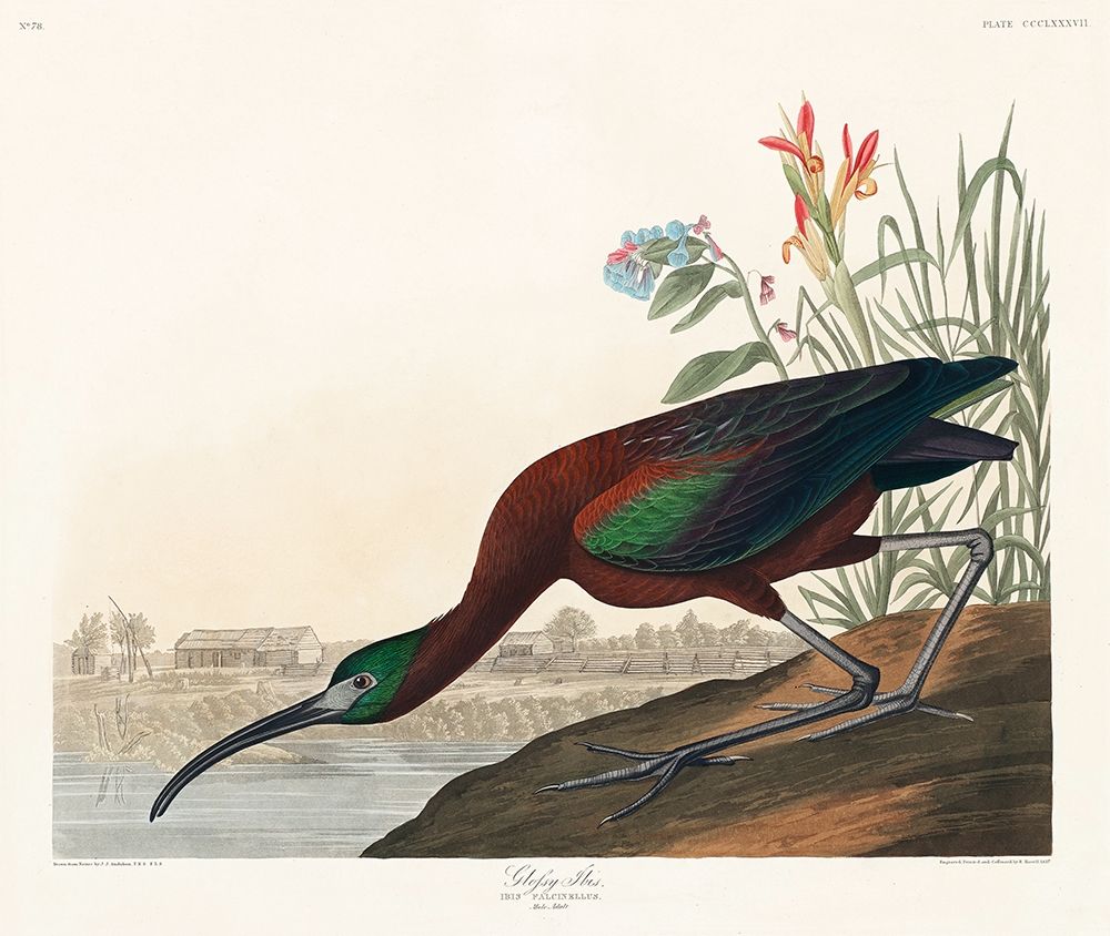 Glossy Ibis art print by John James Audubon for $57.95 CAD
