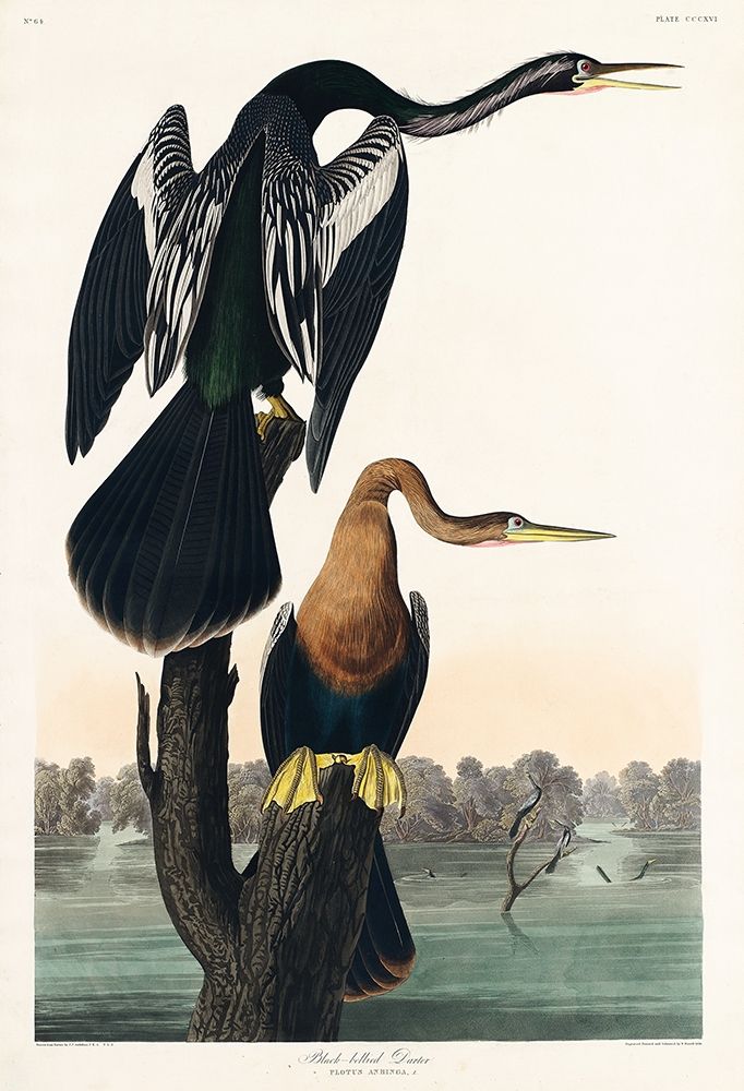 Black-bellied Darter art print by John James Audubon for $57.95 CAD