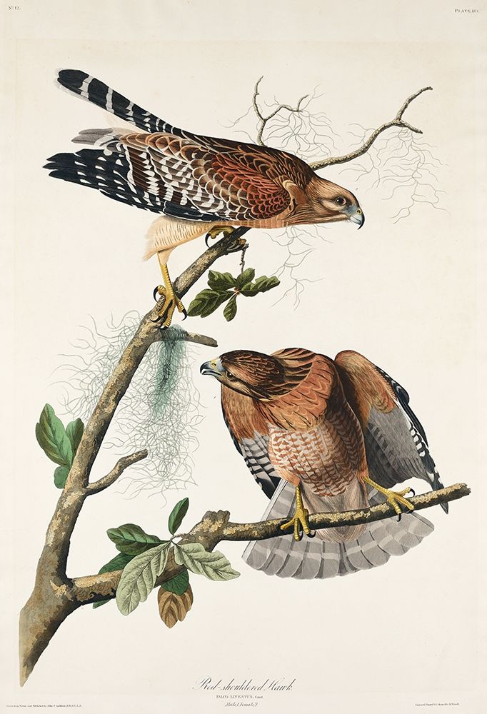 Red-shouldered Hawk art print by John James Audubon for $57.95 CAD