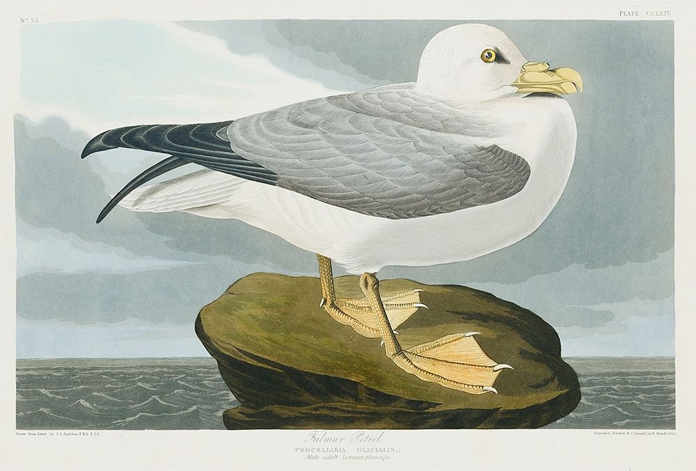 Fulmar Petrel art print by John James Audubon for $57.95 CAD