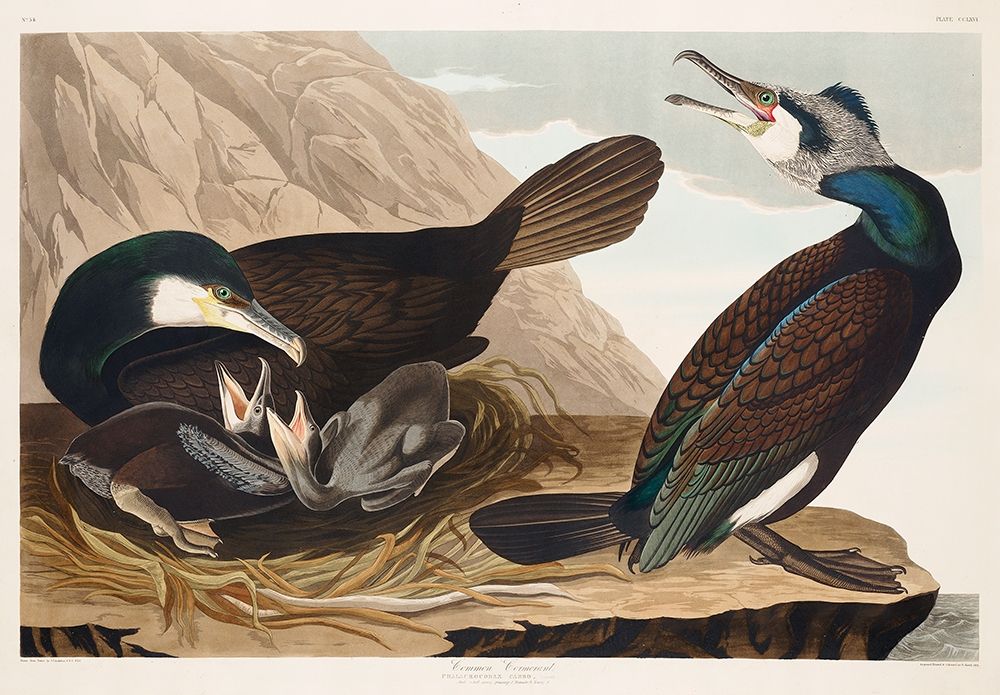 Common Cormorant art print by John James Audubon for $57.95 CAD