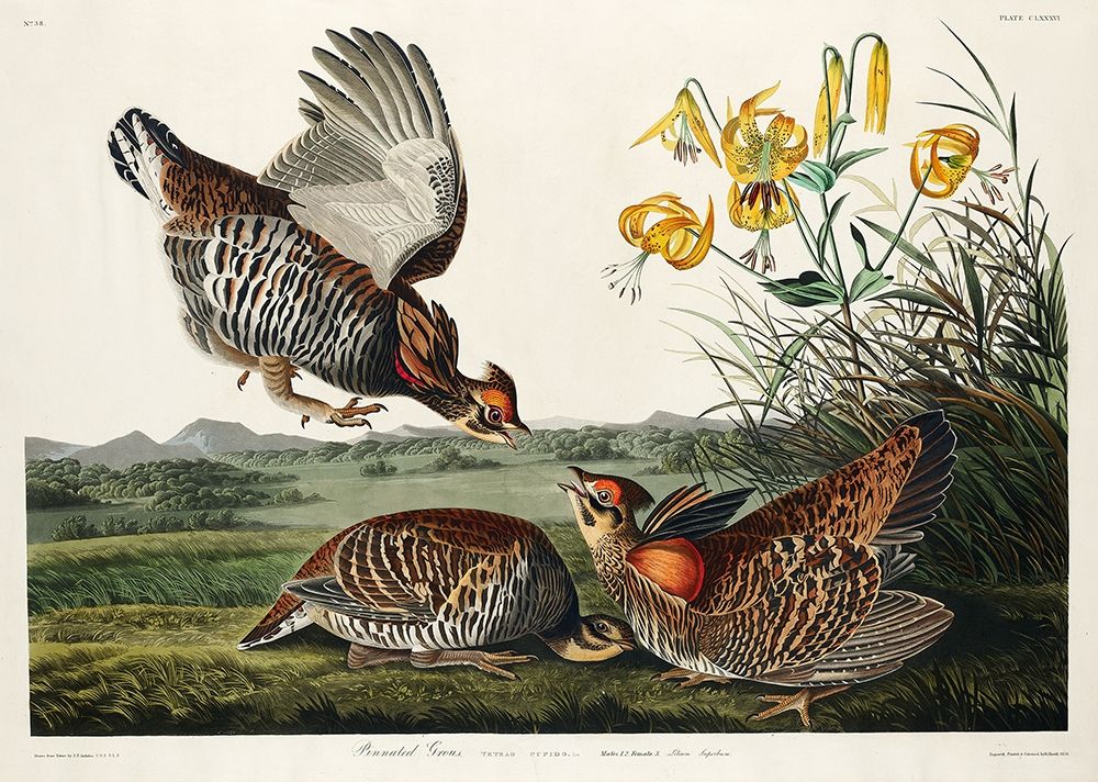 Pinnated Grouse art print by John James Audubon for $57.95 CAD