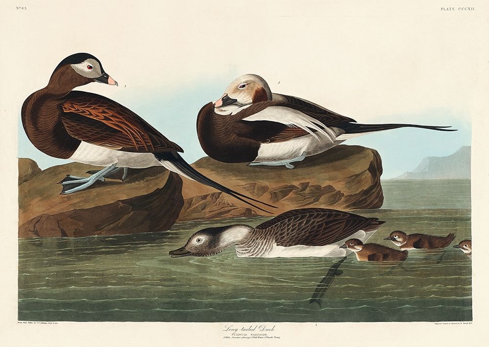 Long-tailed Duck art print by John James Audubon for $57.95 CAD