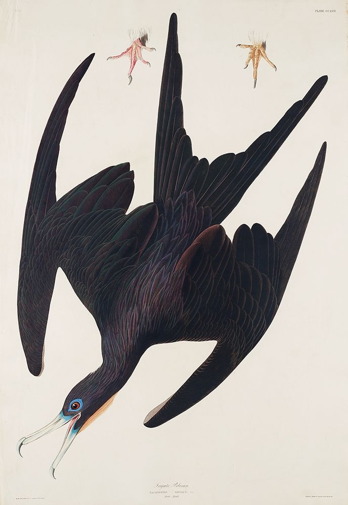 Frigate Pelican art print by John James Audubon for $57.95 CAD