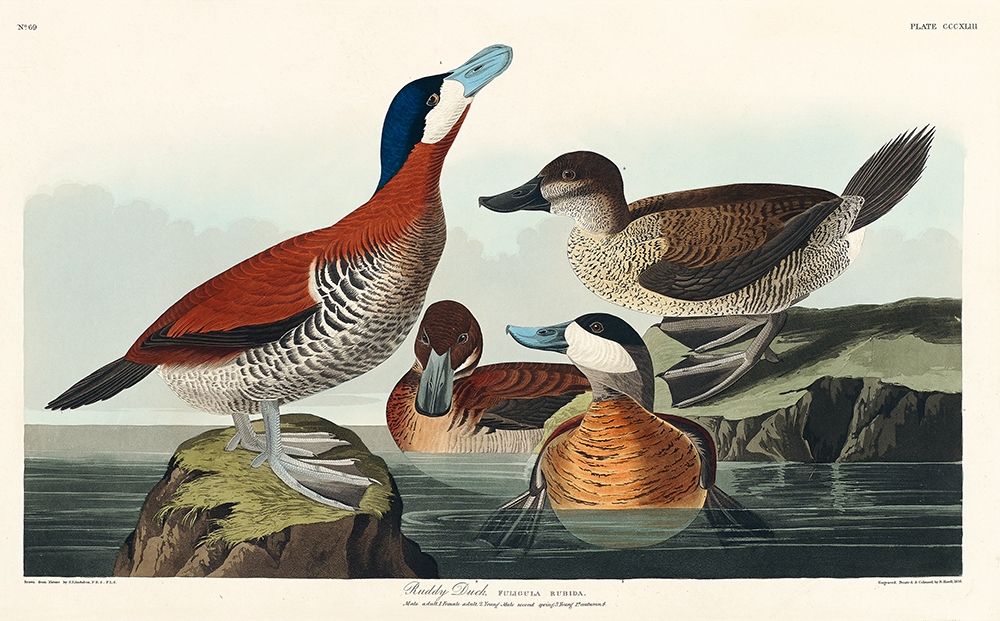 Ruddy Duck art print by John James Audubon for $57.95 CAD