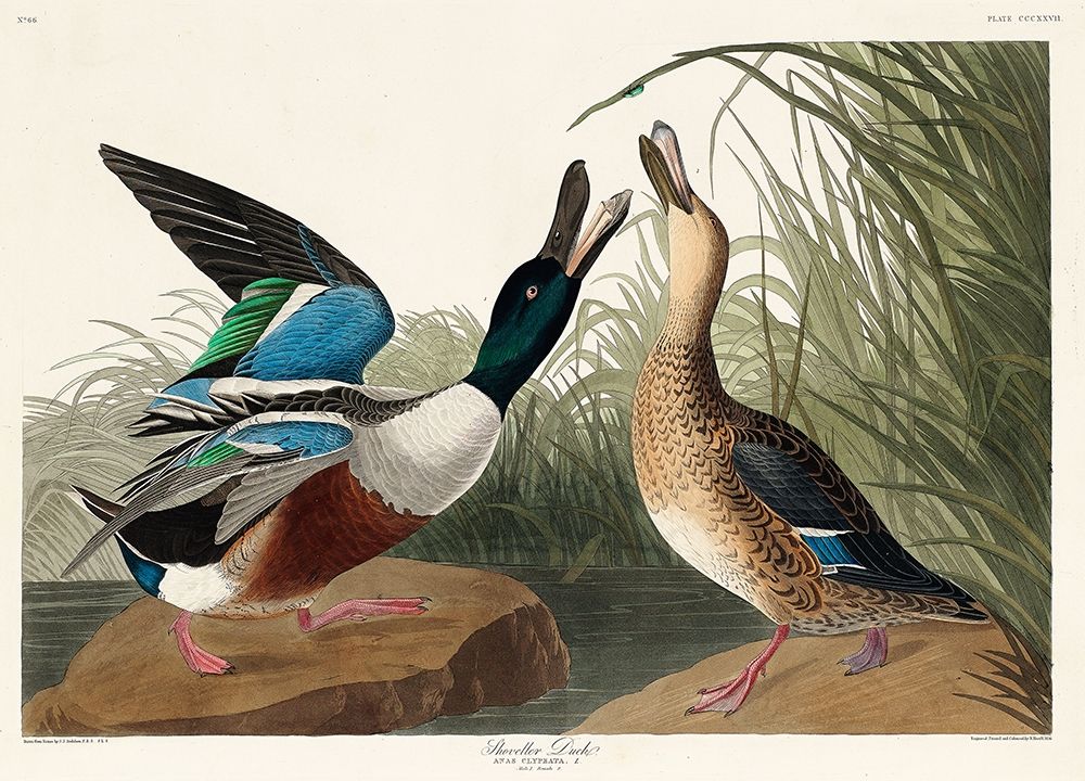 Shoveller Duck art print by John James Audubon for $57.95 CAD