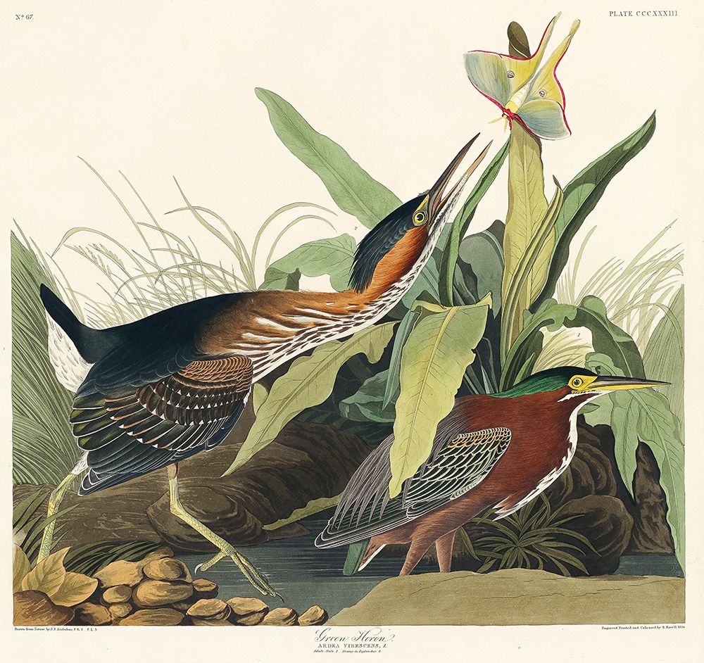 Green Heron art print by John James Audubon for $57.95 CAD