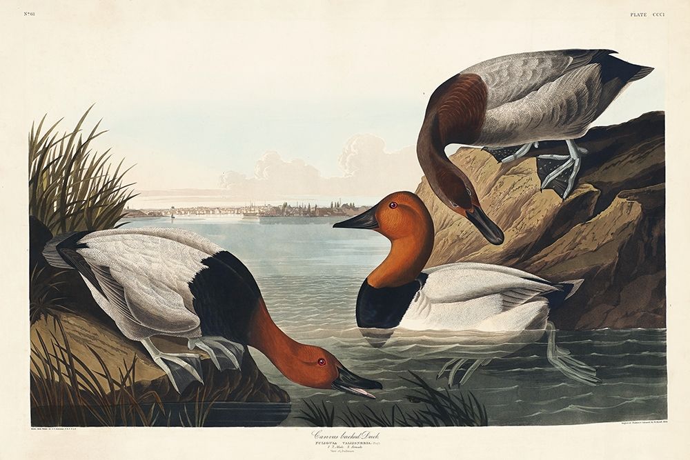 Canvas backed Duck art print by John James Audubon for $57.95 CAD