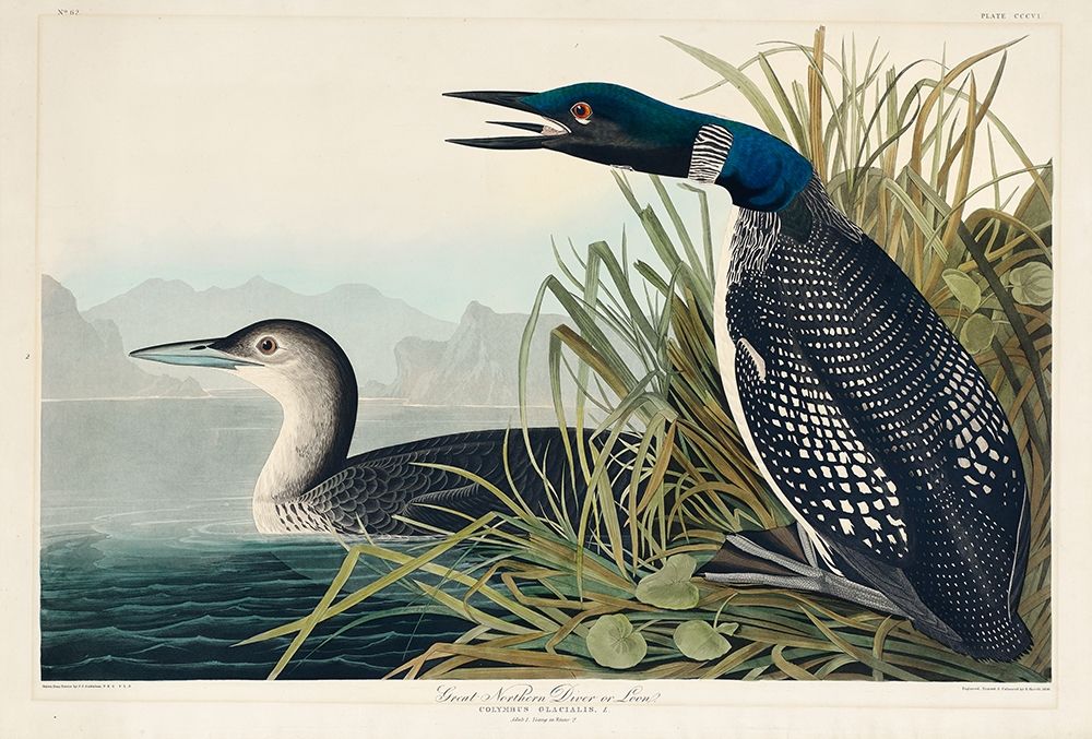 Great Northern Diver or Loon art print by John James Audubon for $57.95 CAD