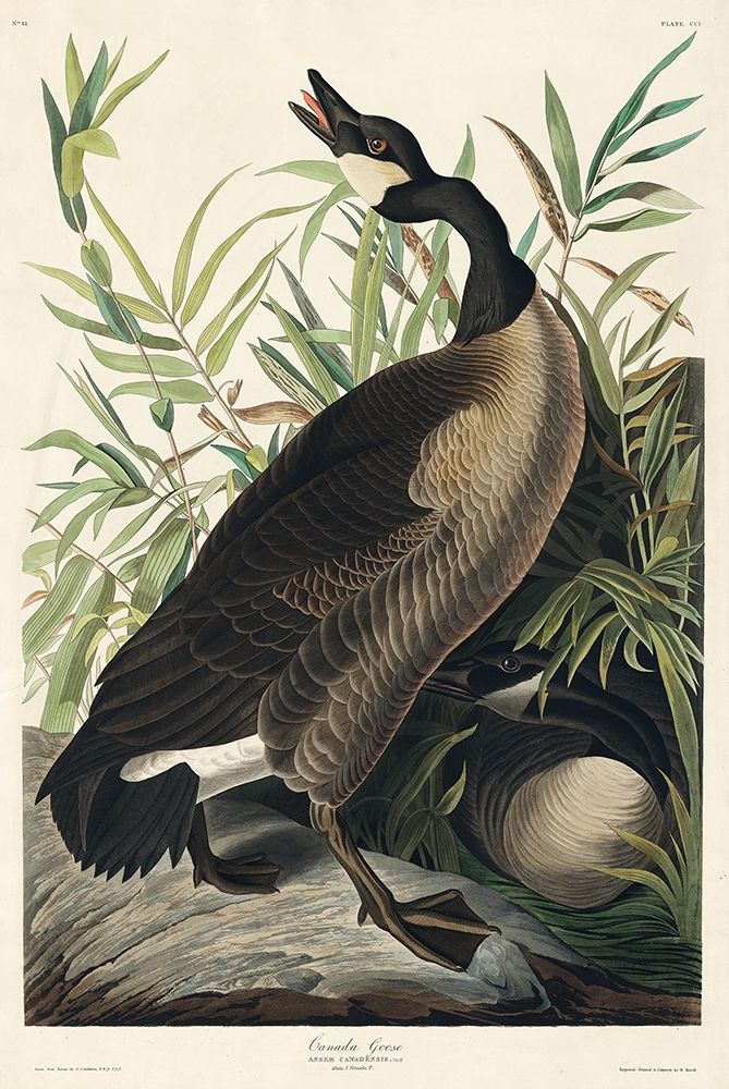 Canada Goose art print by John James Audubon for $57.95 CAD