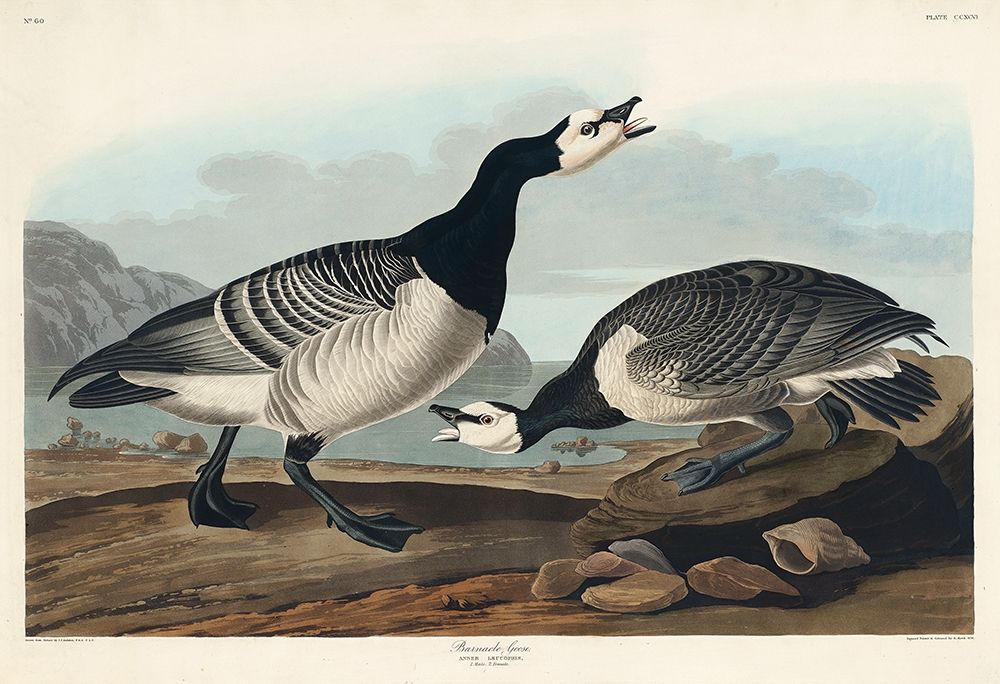 Barnacle Goose art print by John James Audubon for $57.95 CAD