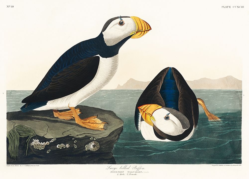 Large billed Puffin art print by John James Audubon for $57.95 CAD