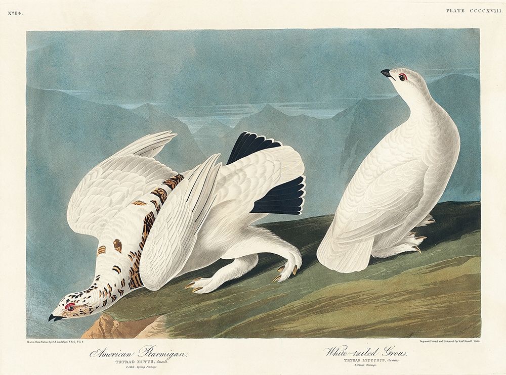 American Ptarmigan and White-tailed Grous art print by John James Audubon for $57.95 CAD