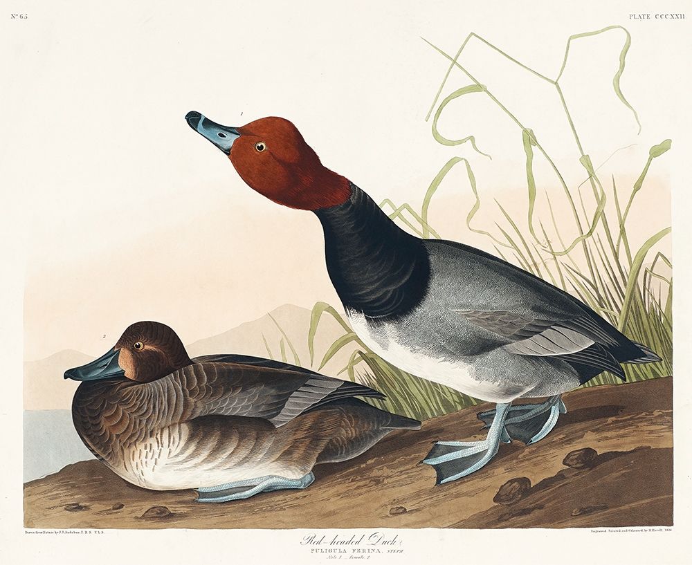 Red-headed Duck art print by John James Audubon for $57.95 CAD