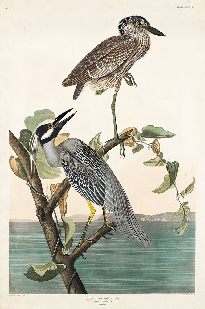 Yellow-Crowned Heron art print by John James Audubon for $57.95 CAD