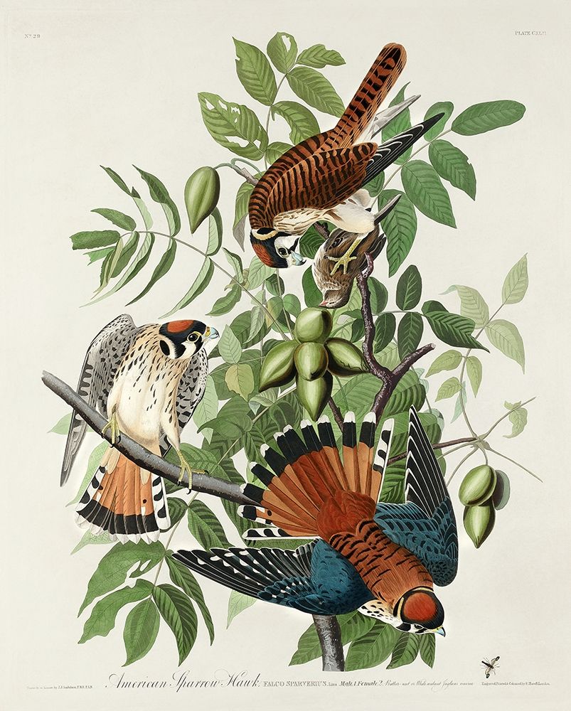 American Sparrow Hawk art print by John James Audubon for $57.95 CAD