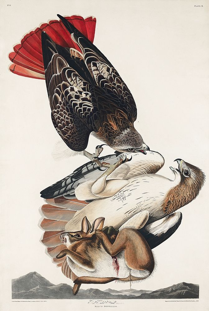 Red-tailed Hawk art print by John James Audubon for $57.95 CAD