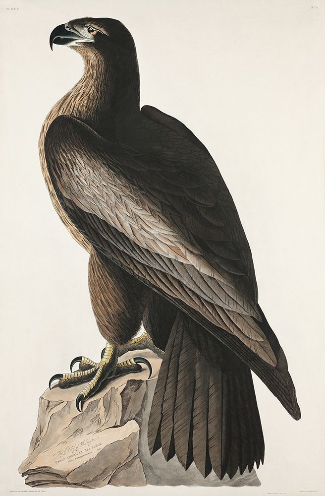 The Bird of Washington or Great American Sea Eagle art print by John James Audubon for $57.95 CAD