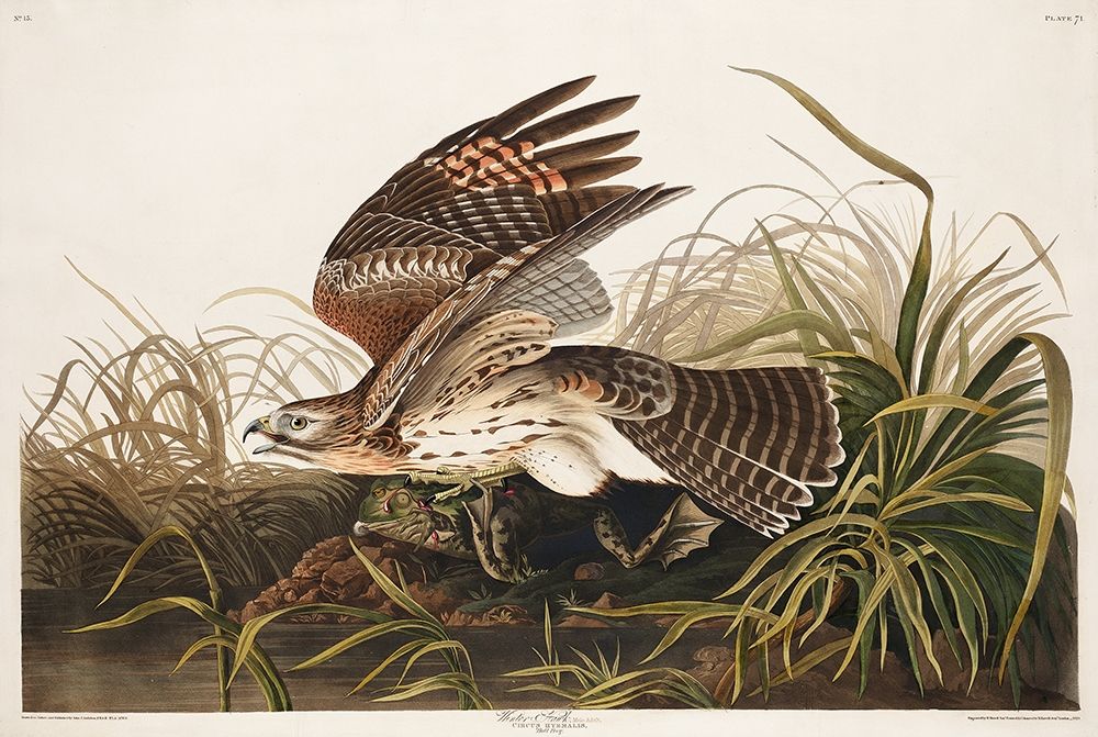 Winter Hawk art print by John James Audubon for $57.95 CAD