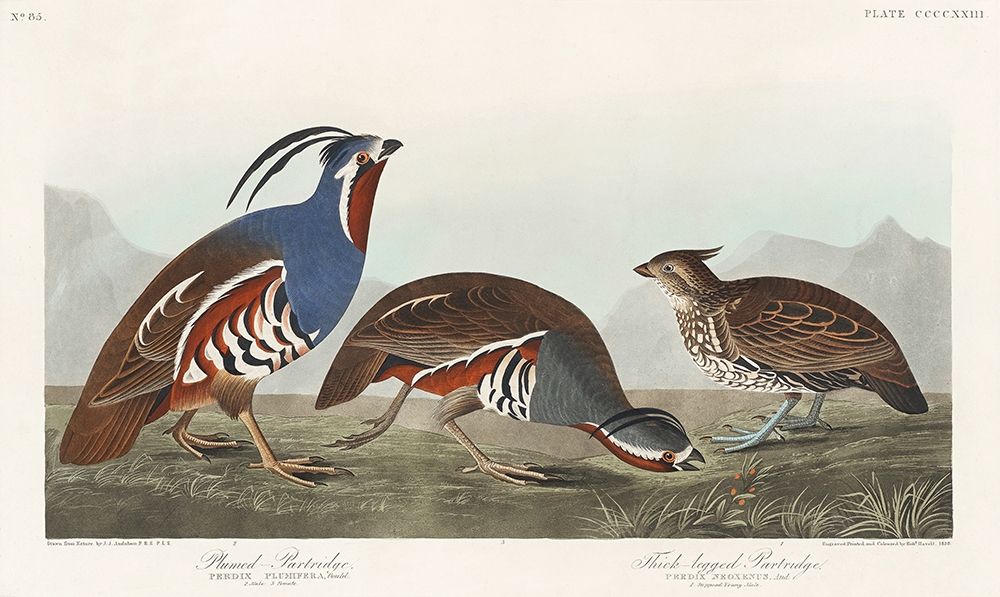 Plumed Partridge and Thick-legged Partridge art print by John James Audubon for $57.95 CAD