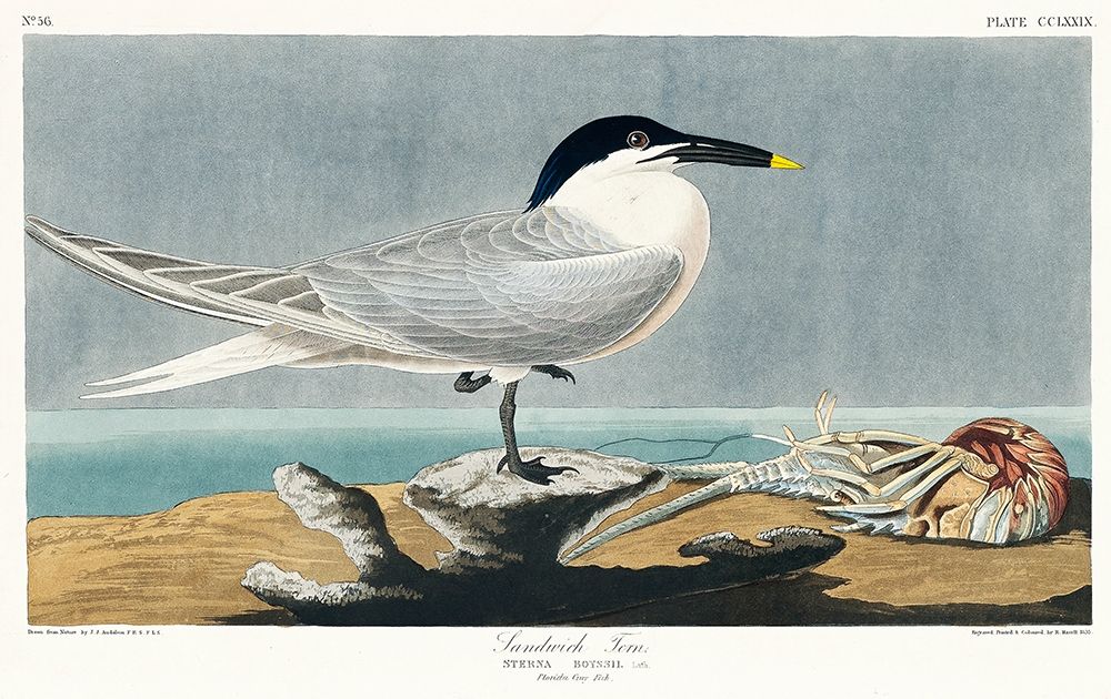 Sandwich Tern art print by John James Audubon for $57.95 CAD