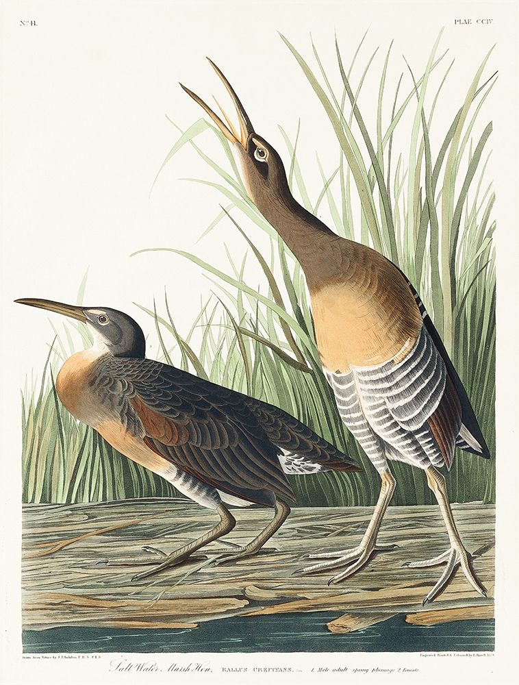 Salt Water Marsh Hen art print by John James Audubon for $57.95 CAD
