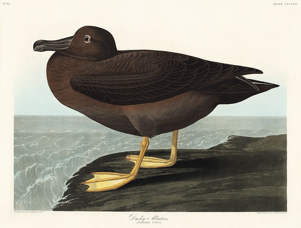 Dusky Albatros art print by John James Audubon for $57.95 CAD