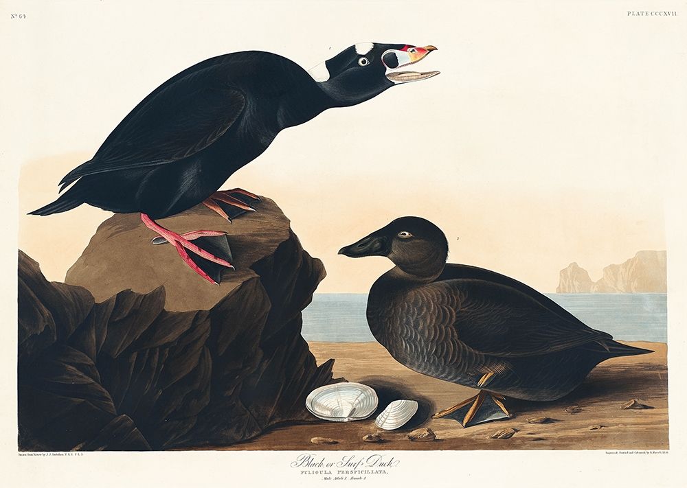 Black or Surf Duck art print by John James Audubon for $57.95 CAD